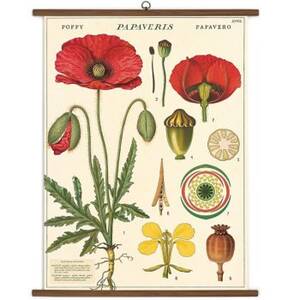 Botany Vintage School Chart