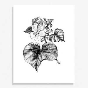Botanical Flower Large Art Print