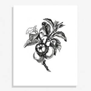 Botanical Apples Medium Art Print