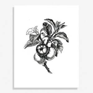 Botanical Apples Large Art Print